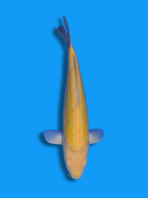 Doitsu Karashigoi | Koi&Co.